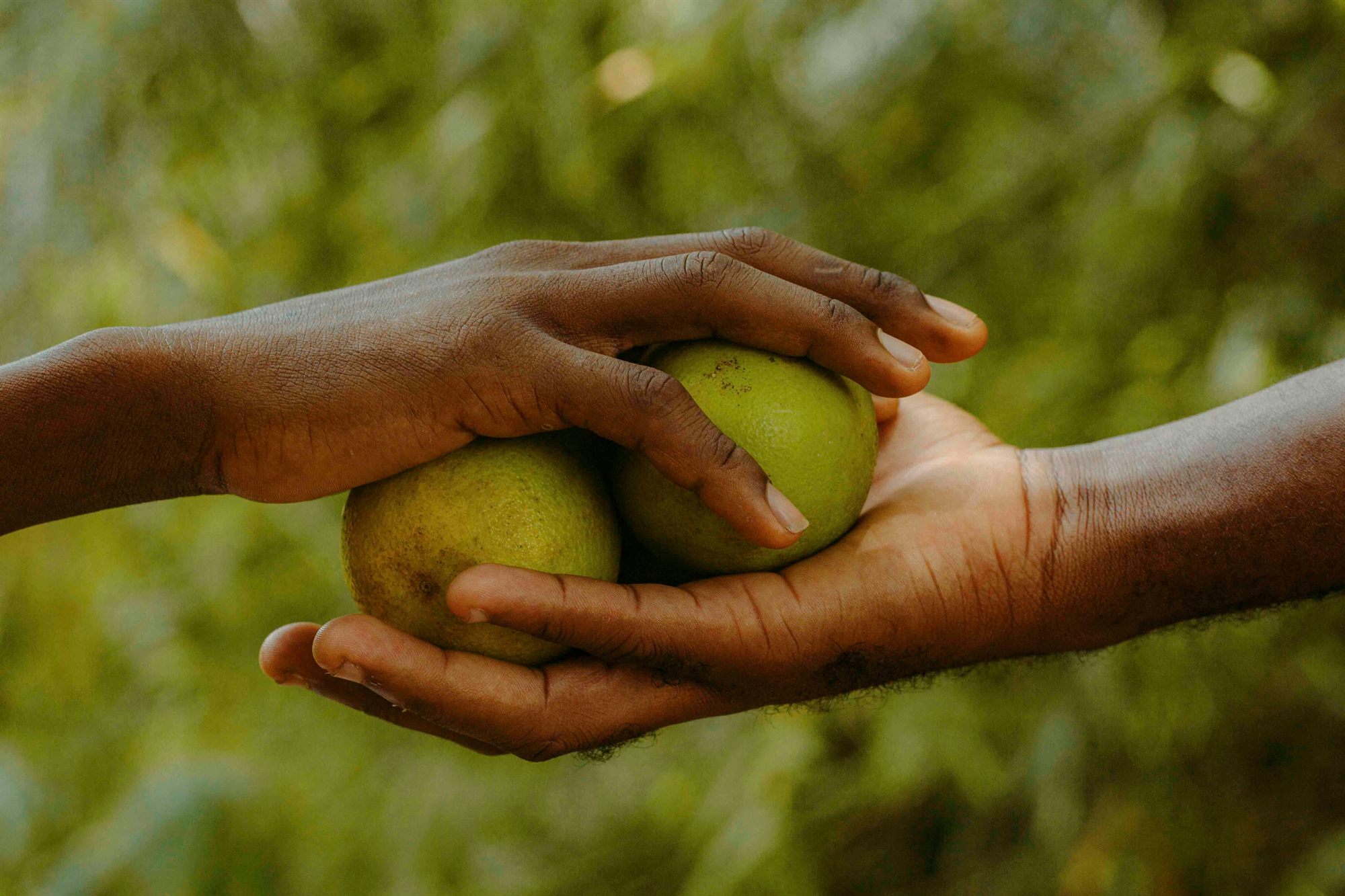 Duas mãos partilhando frutas, simbolizando a doação de alimentos